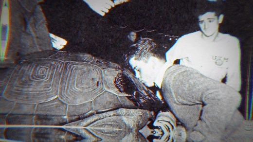 3.9K views · 183 reactions | For nearly a century, our legendary mascot has captured Terps' hearts: Testudo! Forever the iconic statue whose nose we rub for good luck, Testudo has taken many forms throughout the years. No matter how UMD evolves or grows, Testudo will always be there to help guide us Fearlessly Forward  Read all about our beloved mascot: go.umd.edu/3ScKEIv | #FearlesslyUMD | University of Maryland | Facebook