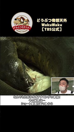 世界最大ヘビ！オオアナコンダの凄まじい筋力＆捕食シーン！【どうぶつ奇想天外／WAKUWAKU】
