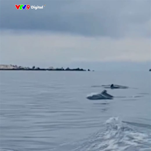 121K views · 1.6K reactions |  HƠN 20 CON CÁ HEO XUẤT HIỆN TRÊN VÙNG...