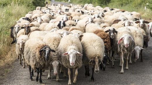 Off-Road Driver's Surprise Encounter With 'Thousands of Sheep' Would Leave Anyone in Awe