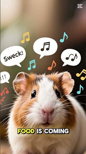 All about Guinea pigs…
