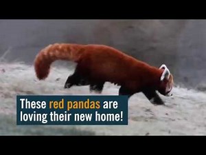 New Red Panda Habitat at the Detroit Zoo