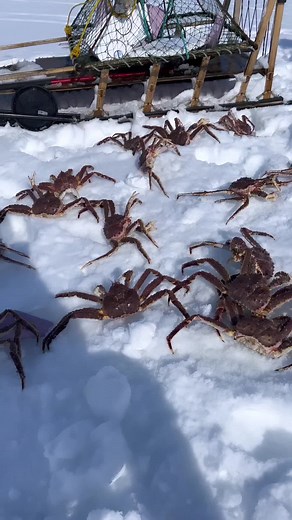 King crabs aka “Sea spiders” daw sabi ni Afam #buhayalaska #tiktokphilippines
