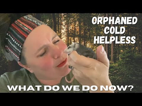 We Found A Baby Opossum: SO Helpless - What Do We Do Now? But Can We Keep Her? Orphaned Opossum Care