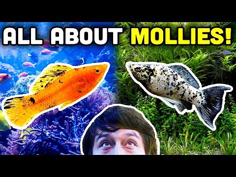 Talking Fish: Mollies in Saltwater Reef Tanks!