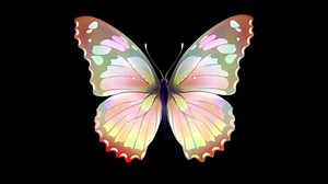 Butterfly, Flapping Wings, Moving. Free Stock Video