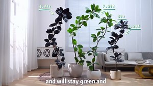 Amazon.com: 5.2FT Artificial Rubber Tree Faux Plants Indoor Faux Floor Artificial Trees Indoor,Fake Plant Fake Tropical Plants,Large Floor,Real Touch Rubber Tree for Home Decor : Home & Kitchen
