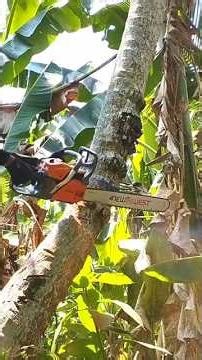 technique for cutting down crooked coconut trees#cuttingdowntrees#cuttingwood#woodworking