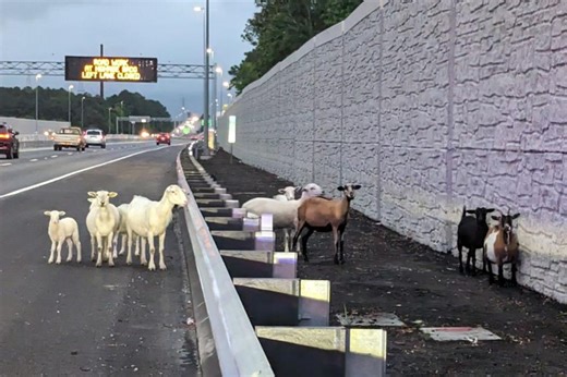 Runaway goats and sheep invade Virginia interstate after mysterious escape: cops