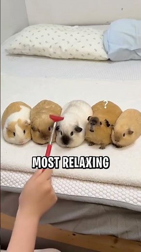 Spa Day for Cute Guinea Pigs! 🐹💆‍♂️✨ #shorts #guineapig #cute #viral