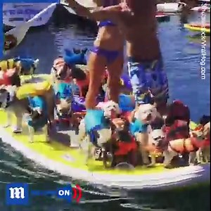 Nothing to see here...just 31 dogs on a paddleboard! 👀🐶🏄via Shutterstock | Daily Mail Video