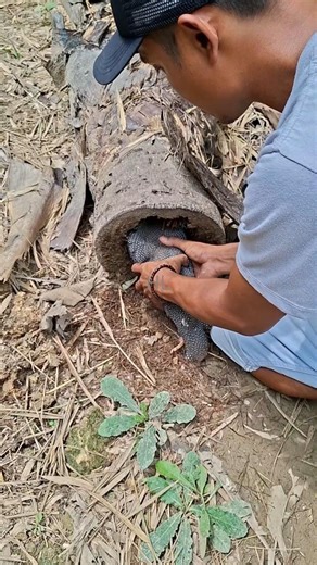 It was on a fallen tree trunk. #shortvideo #nature