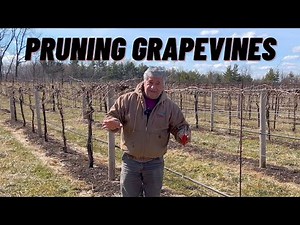 Pruning Grapevines for Cold Climates in Wisconsin
