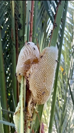 عسل الجبال خلية عسل بوطويق من موسم السدر الحمدلله رزق طيب 👌