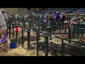Junior Livestock Auction