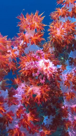 23 reactions · 14 shares | The super cute candy crab aka Hoplophrys...