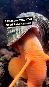 3.2K views · 47 reactions | Would you keep these active snails in...