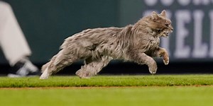 Rockies announce Coors Field cat escaped