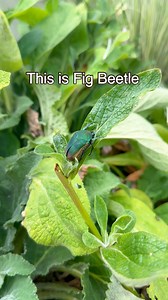 Have you seen this Beetles mingle around the garden?? 🪲 Female beetles can lay as many as 60 eggs throughout their breeding season in late July and August. 🪲 The eggs will hatch, and grubs dig deeper into the soil in Winter to wait for spring, where the cycle starts over again. HOW TO GET RID OF THEM? 🪲 Hand-pick beetles and throw them in soap water. 🚫You don’t want to use any Pesticides because it can Hurt other Beneficial Insects. 🪲 To get rid of grubs, I hand Pick as much as possible, it