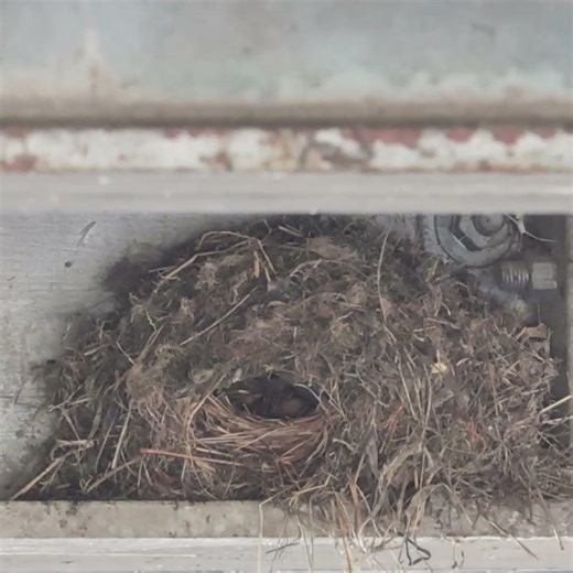 Newly hatched American Dipper chicks being fed! #americandipper #nest #birds #dipper #nature