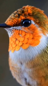 581K views · 27K reactions | How Beautiful ❤️﫶 | Hummingbird Kingdom | Facebook