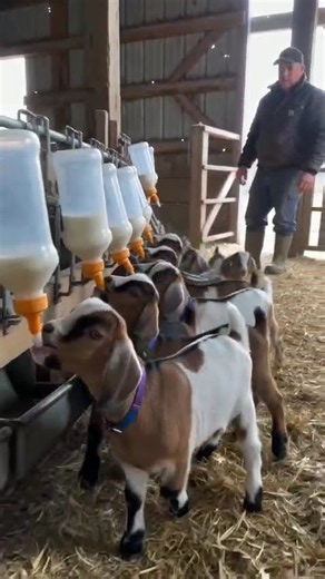 This Baby Goat Feeding Line Makes a Perfect U-Turn