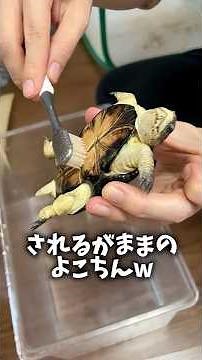 カメの甲羅磨いたらうっとり♡ #爬虫類 #reptiles #shorts #turtle #ふじぴこ