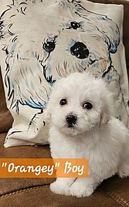 Brandon, FL - Bichon Frise/Maltese. Meet Maltichon Male a Pet for Adoption - AdoptaPet.com