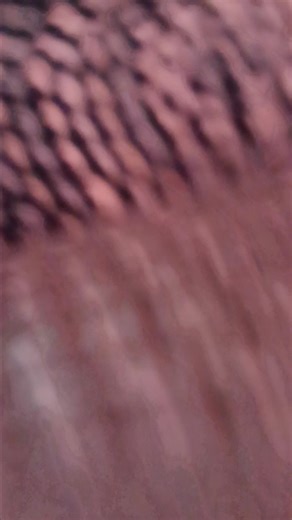 doodle world guard fight