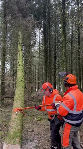 Essential Tool for Woodworking: The Felling Bar