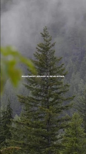 Did you know Revelstoke is part of a rare temperate inland rainforest? 🌿🌧️