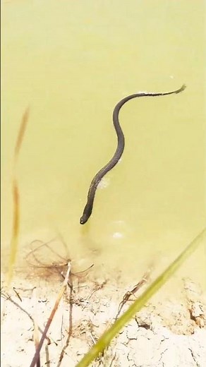 "Snake Slithering Gracefully Through Water – Mesmerizing Scene"