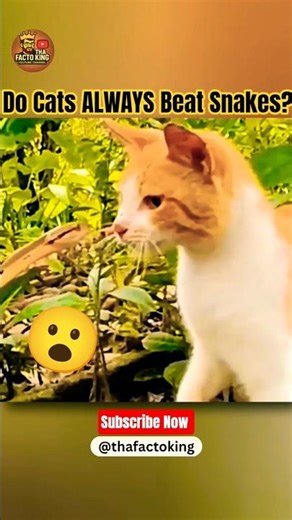 Do Cats ALWAYS Beat Snakes? #shorts