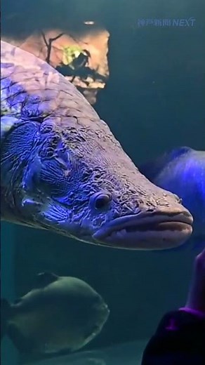 さよなら #スマスイ。ありがとう #須磨海浜水族園、３１日いったん閉園。これまでを映像で振り返ります。★全編動画はコメント欄のリンクから★