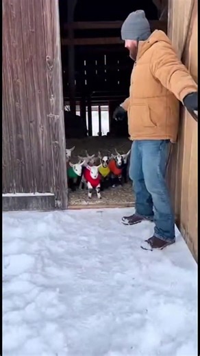 Goats in Sweaters Hit the Snow! Watch these adorable goats in colorful sweaters enjoy the snow! #fblifestyle #AI Generated using Kling AI . . . (For entertainment purposes only. Consult professionals if guidance on activities is presented. No brand affiliation is implied if any are shown. If inspired by true events, creative adaptations may be included. Content may include public footage.) | Fabiosa Daily