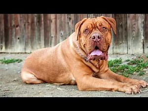 10 Biggest Dog Breeds in the World