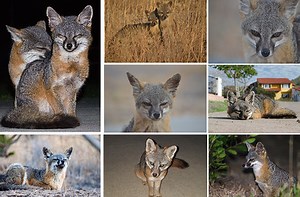 California’s Channel Islands are the site of a fantastic fox recovery