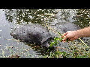 Feeding manatees at Georgetown National Park, Guyana