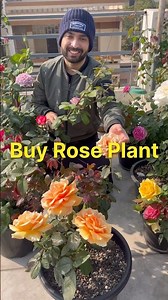 Buy rose plants online