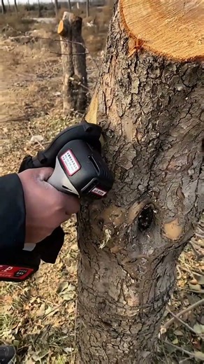Power Tool vs Tree Trunk | SatisfyingWood Cut#WoodCutting #PowerTool#Satisfying Video#TreeCut
