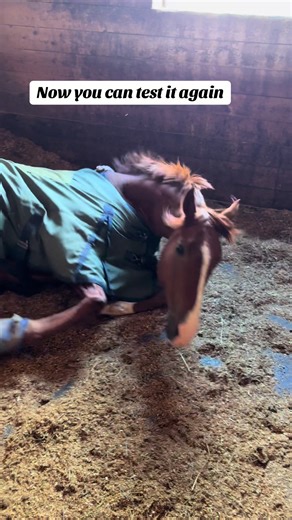 How to Properly Bed a Horse for Stall Rest