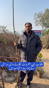 پنجاب میں اخروٹ کی کامیاب ورائٹی کے پودے دستیاب ہیں 03004429386 #heshteg#pakistan | Pakistan Agriculture Forum