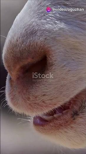 Is Blue Tongue Disease Real?! Why Is This Sheep's Tongue BLUE?