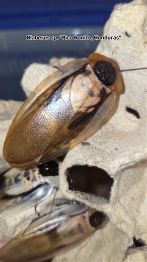 A large and hardy alternative to B.giganteus, these Blaberus sp. "Pico Bonito, Honduras" are likely an undescribed species IMO, and yet another example of why the genus Blaberus needs further study and a big revision. Hopefully someone will tackle that in the near future, this is such a ubiquitous genus in captivity and across the tropical Americas that I'm kinda surprised no one's done so yet. #blaberussphonduras #cockroach #entomology #roach #insects | Invertebrate Dude
