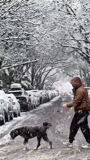 Greenpoint guide you wish you had 👀 on Instagram: "Dogs of Greenpoint: snow edition ❄️🐾 The pups are living their best winter-wonderland dreams… Snow magic for them, character development for us. Greenpoint, we do what we must for the fluff. 💙🐶"