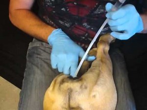 Directions to artificially inseminate an English Bulldog Part 4