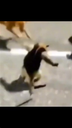 Anteater vs Two Dogs: A Hilarious Showdown