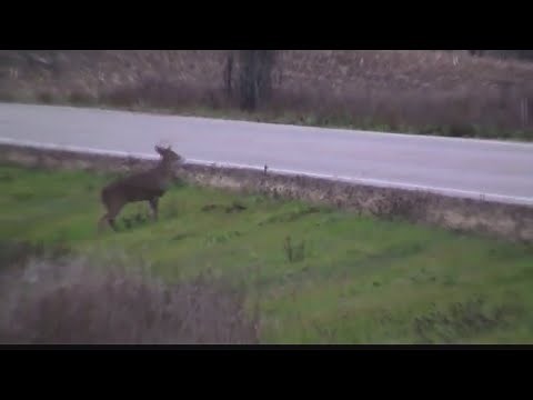 'Zombie' deer confirmed in multiple Ohio counties