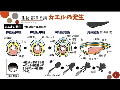 【高校生物】第52講「カエルの発生」受精卵から成体・各胚葉の分化