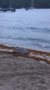 250K views · 5.9K reactions | Ce matin à Grande Anse. | La Limeña Location Martinique | Facebook